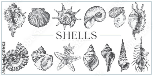 Handdrawn Shells illustrations, shells drawing, sea elements, ocean, sea, water, collection, set photo