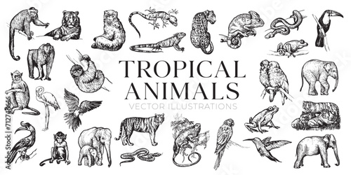 Handdrawn tropical animals illustrations, jungle animals drawing, jungle, tropic, collection, set