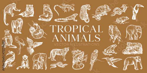 Handdrawn tropical animals illustrations, jungle animals drawing, jungle, tropic, collection, set