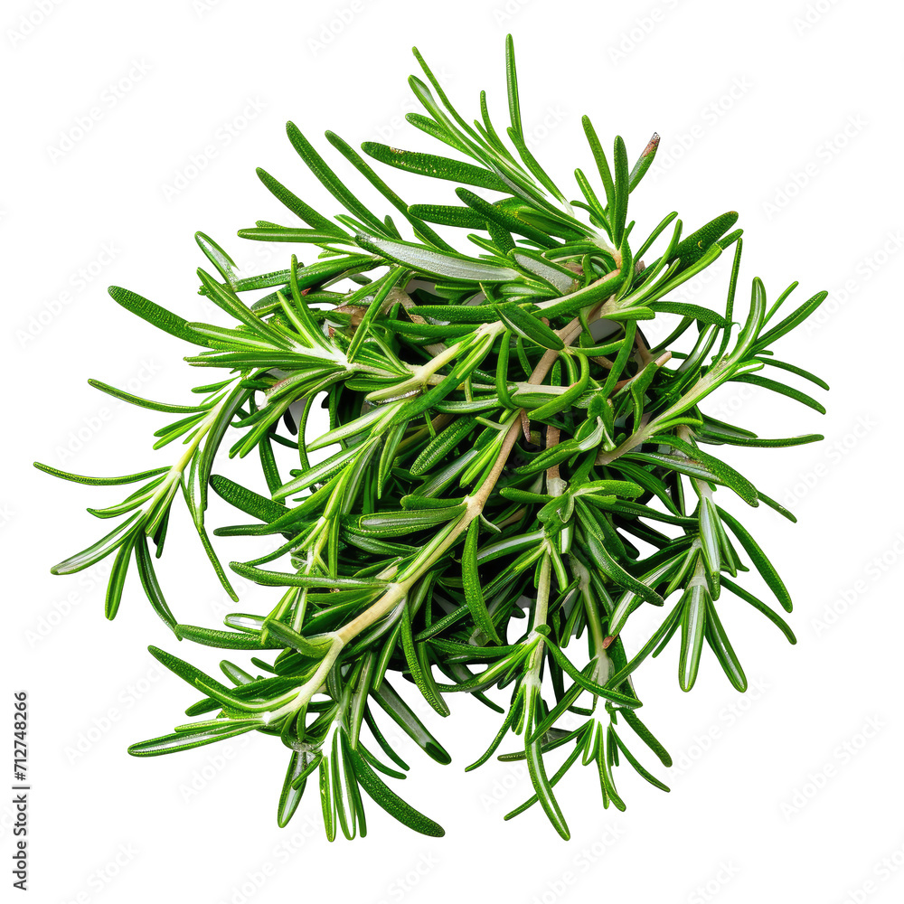Fresh Rosemary Herb PNG Transparent Background Fresh Rosemary Herb PNG Transparent Background