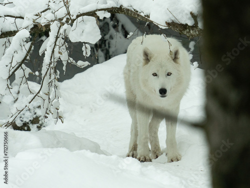 the arctic wolf