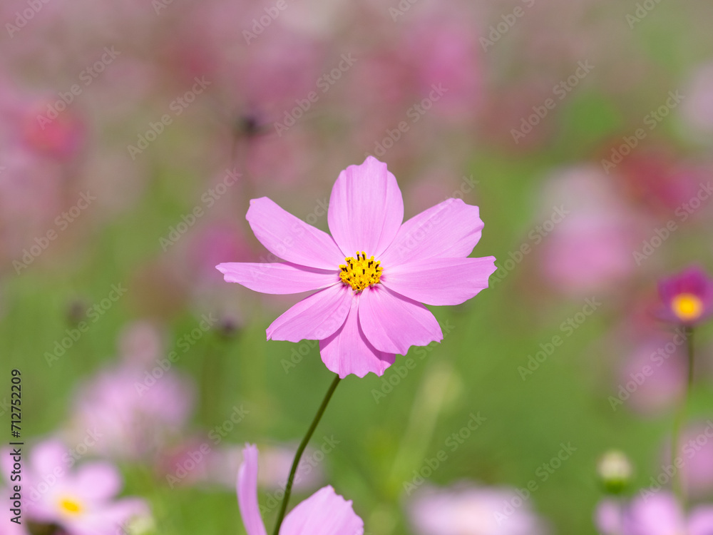 満開のコスモスの花