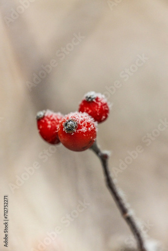 mroźne zimowe oszronione owoce dzikiej róży w tle beżowe