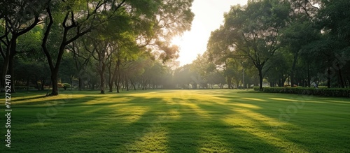 Morning light in a park with green field and trees, space for various purposes.