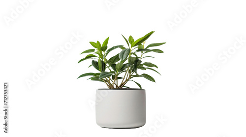 green houseplant isolated on white transparent background.	
