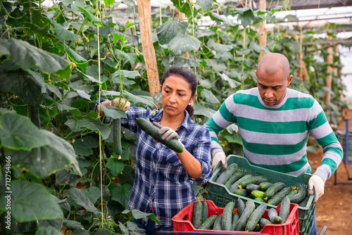Experienced male and female farm workers picking crop of organic cucumbers in glasshouse. Harvest time