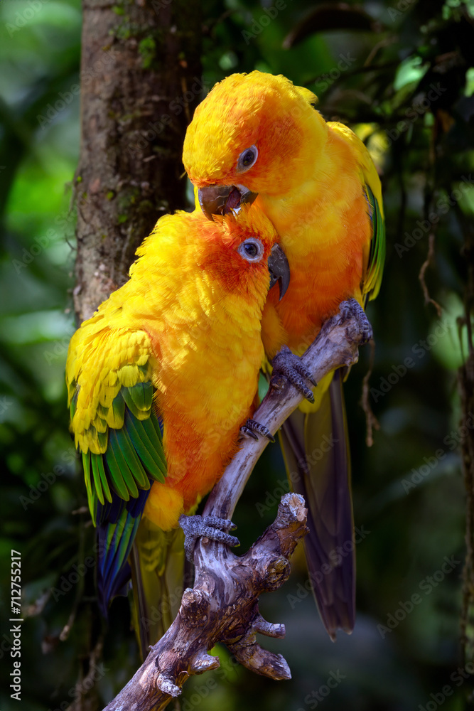 Sun parakeets (Aratinga solstitialis) close up view