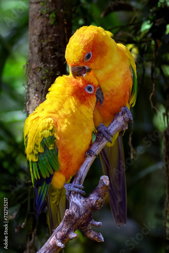Obraz na płótnie Sun parakeets (Aratinga solstitialis) close up view w salonie