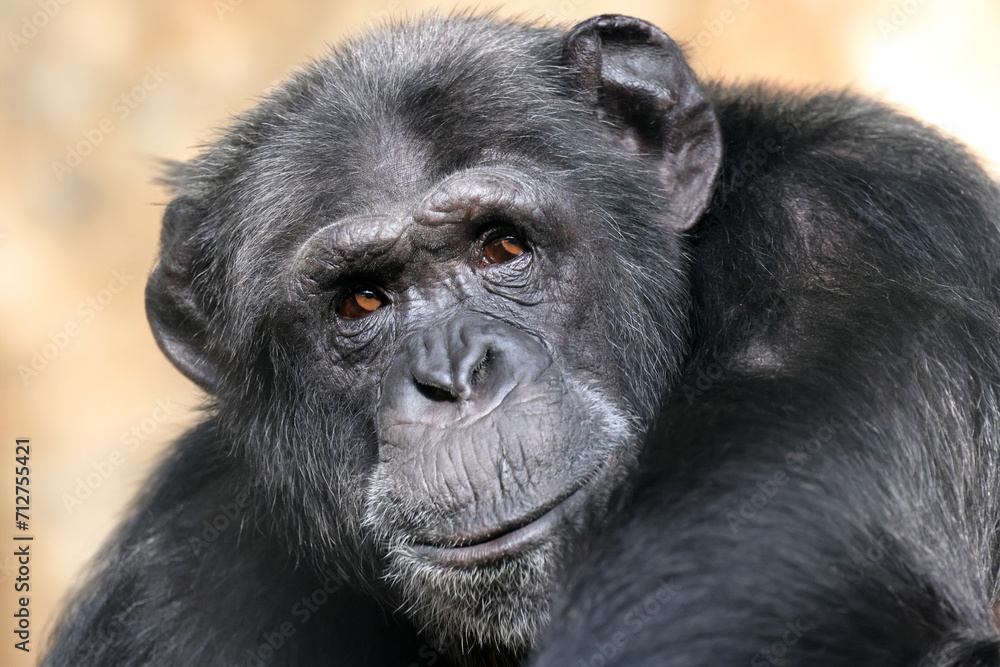 close up view of Chimpanzee. Pan troglodytes close up view of Chimpanzee. Pan troglodytes