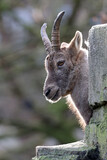 Alpine ibex (Capra Ibex) portrait