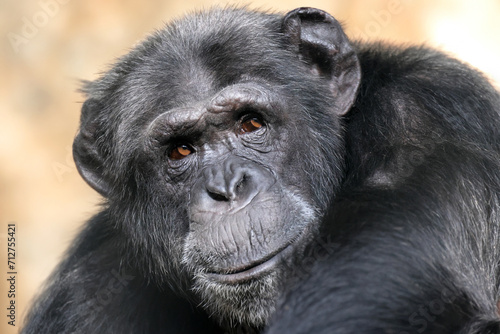close up view of Chimpanzee. Pan troglodytes © Edwin Butter
