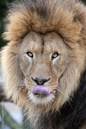 Lion (Panthera Leo) close up view © Edwin Butter