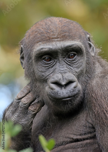 Western Lowland Gorilla portrait in nature view