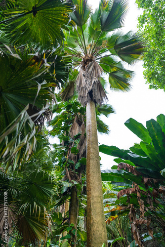 A lush  dense tropical forest on the island of Rarotonga
