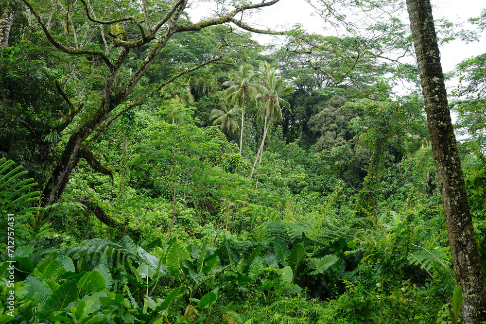 Fototapeta premium A lush, dense tropical forest on the island of Rarotonga