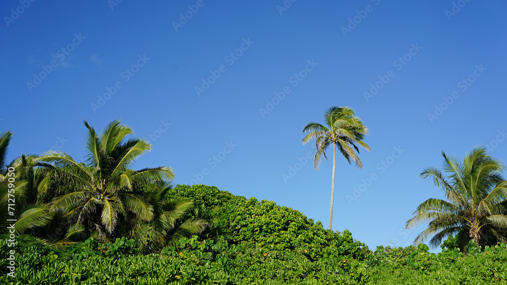 Coconut palm trees on a sunny day on a tropical Pacific Island Coconut palm trees on a sunny day on a tropical Pacific Island