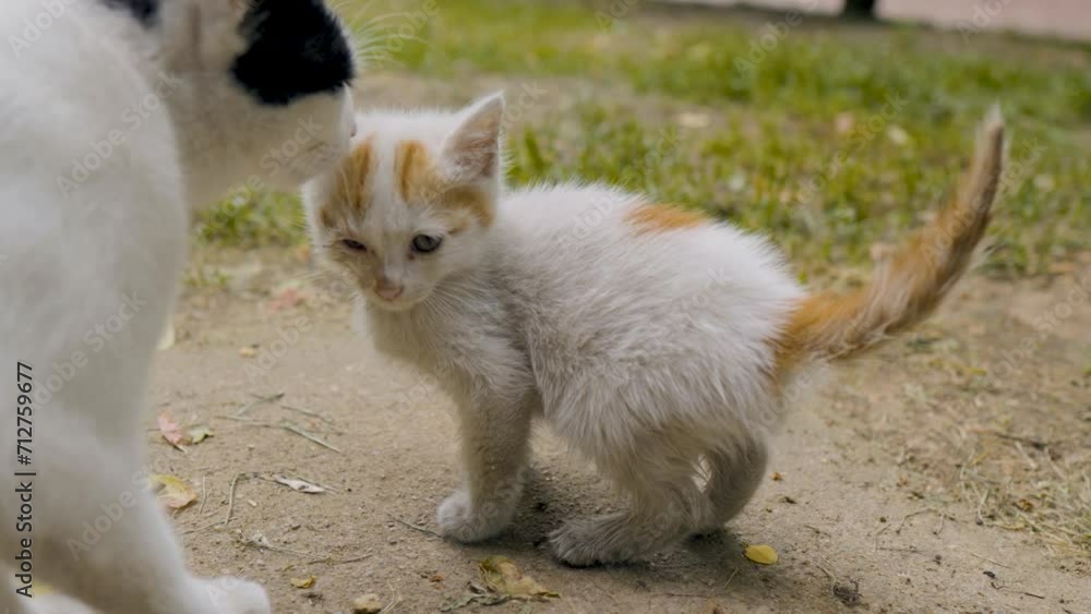 sick kitten and queen on the grass sick kitten and queen on the grass