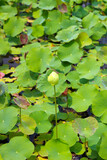 White lotus flower in pond with green leaves. Lotus lake, beautiful nature background.
