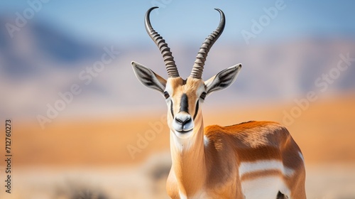 Majestic antelope portrait in natural habitat, wildlife photography print