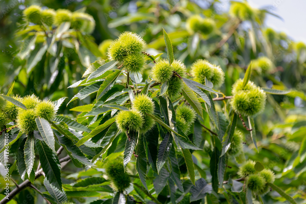 Wild young chestnuts with green leaves on the tree in the forest, The chestnuts are a group of eight or nine species of deciduous trees and shrubs in the genus Castanea in the beech family Fagaceae. Wild young chestnuts with green leaves on the tree in the forest, The chestnuts are a group of eight or nine species of deciduous trees and shrubs in the genus Castanea in the beech family Fagaceae.