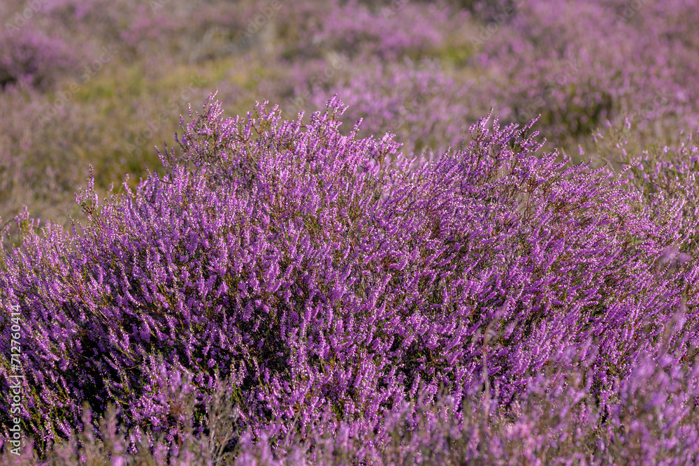 Fototapeta premium Selective focus of purple flowers in the filed, Calluna vulgaris (heath, ling or simply heather) is the sole species in the genus Calluna, Flowering plant family Ericaceae, Nature floral background.
