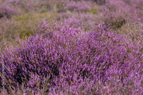 Selective focus of purple flowers in the filed  Calluna vulgaris  heath  ling or simply heather  is the sole species in the genus Calluna  Flowering plant family Ericaceae  Nature floral background.