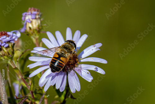 Bee on a flower © Elizabeth