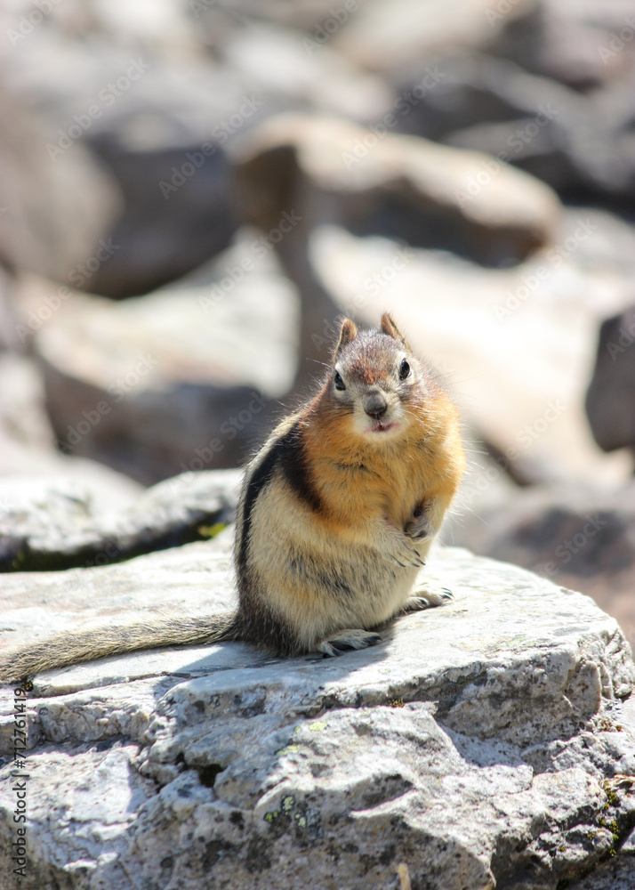 squirrel on rock squirrel on rock