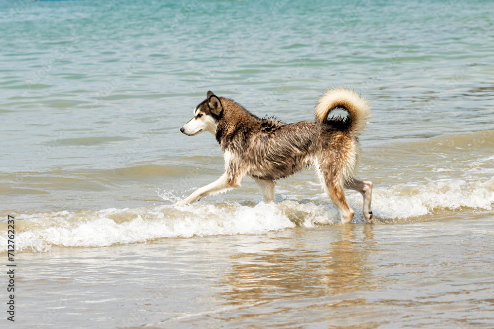 Perro husky jugando en la playa durante el día Perro husky jugando en la playa durante el día
