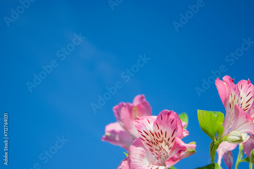 Minimalist flower arrangement on a blue background. Alstroemeria flowers against the blue sky  close-up with copy space. Horizontal background for banners  congratulations  presentations  gift.