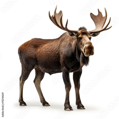 Moose isolated on white background