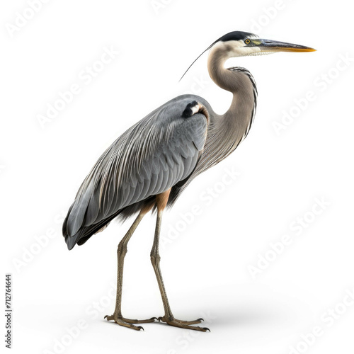 Heron isolated on white background