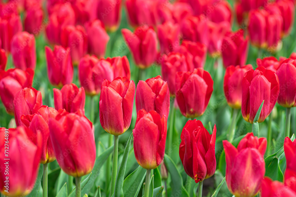 Red tulips flowers with green leaves blooming in a meadow, park, flowerbed outdoor. World Tulip Day. Tulips field, nature, spring, floral background.