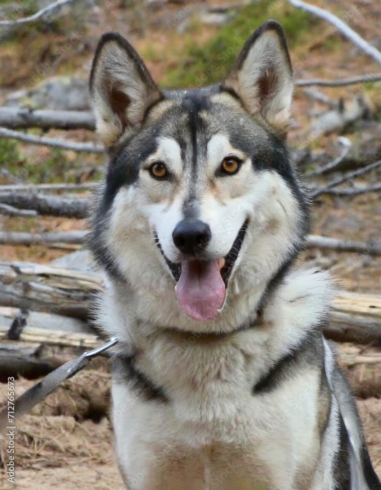 Wolf dog face