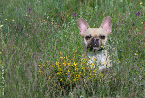 Bulldog dog looking out of tall green grass and small yellow flowers sitting in a field. photo