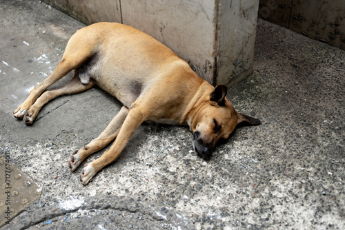 A light brown stray dog sleeping peacefully on the floor.