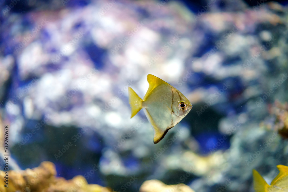 Fotografie Silver moonyfish Gliding Among Sea Branches