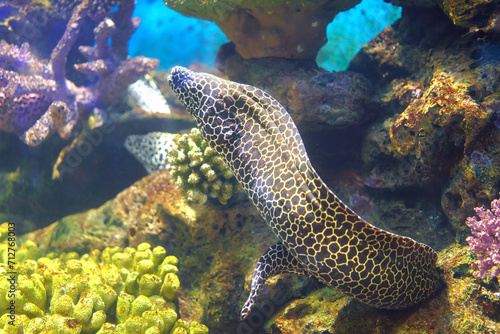 Reticulated Moray Eels Gliding Through the Sea Depth © ake1150