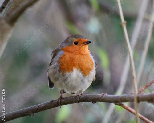 robin on a branch