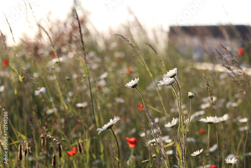 field of poppies © Hannah