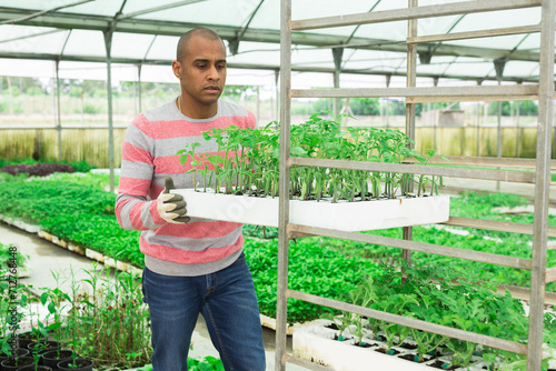 Focused Latino man working at garden store loading box with vegetable seedlings on shelves