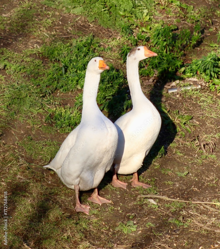 Obraz premium white goose on the grass