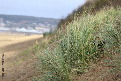 sand dunes and grass