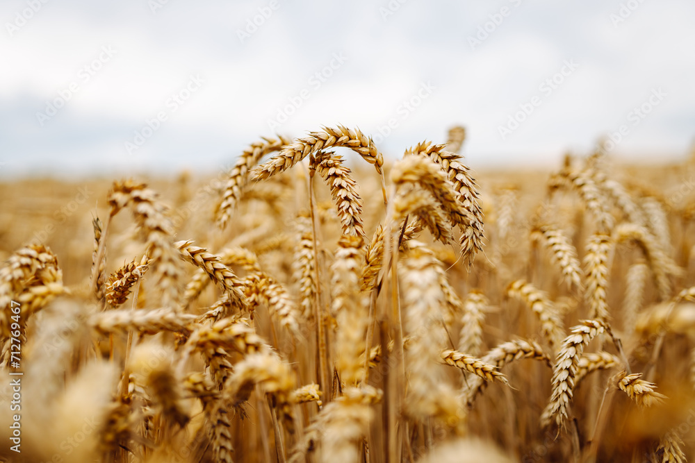 Fototapeta premium Golden wheat field. Growth nature harvest. Agriculture farm.