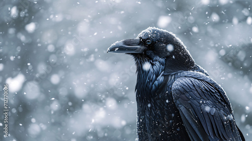 A crow in a snowstorm. Close-up shot of a Corvus corax, the common raven in the snow. Contrast between the all black passerine and the white snow.