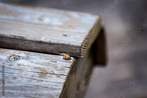 ladybug on wood