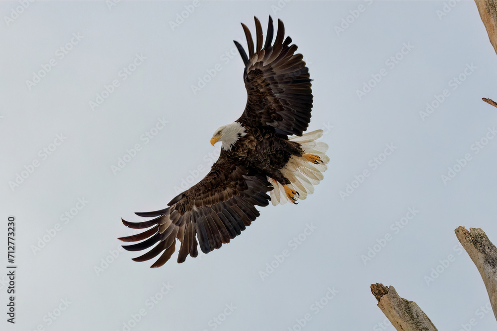 Fototapeta premium The Bald eagle (Haliaeetus leucocephalus) in flight