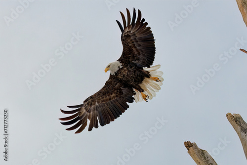 The Bald eagle (Haliaeetus leucocephalus) in flight