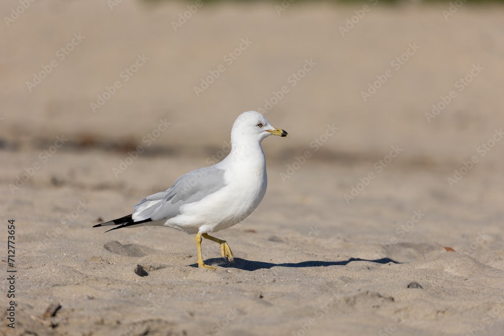 Seagull Walking on Santa Barbara California Beach Line Seagull Walking on Santa Barbara California Beach Line
