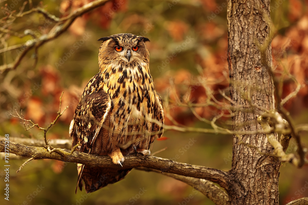 Fototapeta premium male Eurasian eagle-owl (Bubo bubo) on oak branches